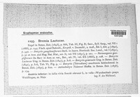 Image Associated With the Occurence